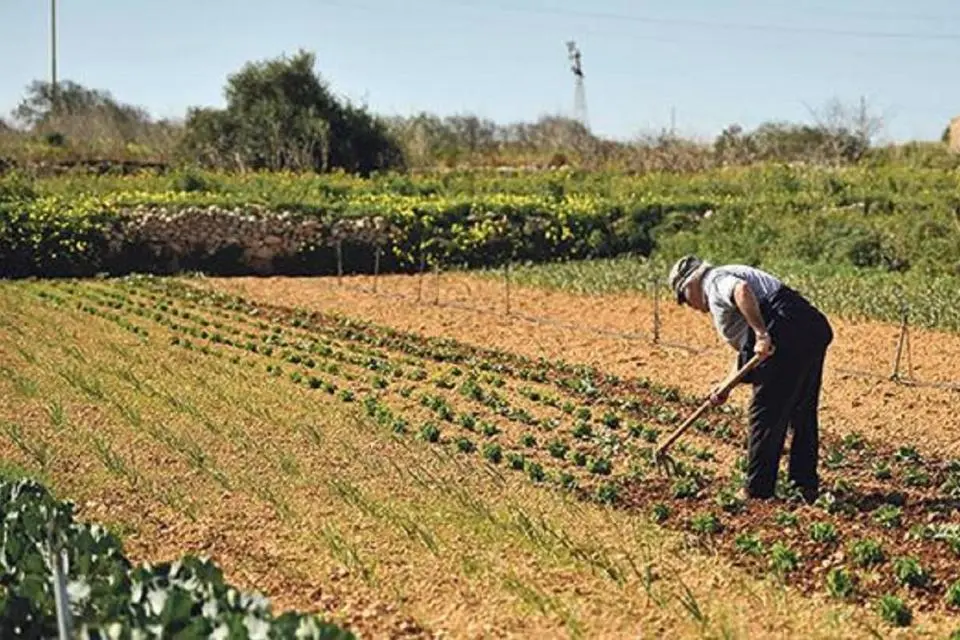 Malta farming